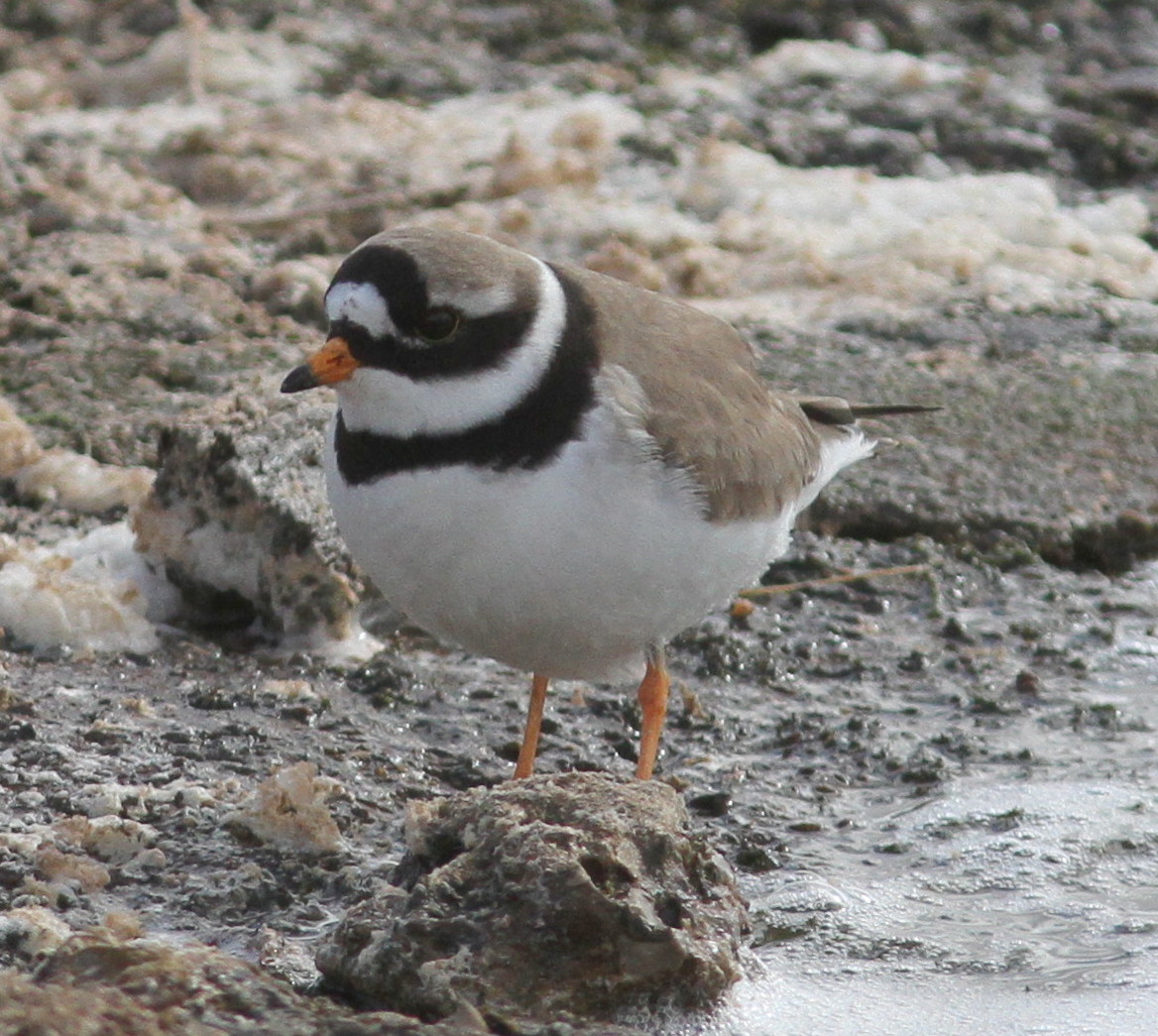 WEST YORKSHIRE BIRDING You can,t get enough of Ringed Plovers. Fly Flatts