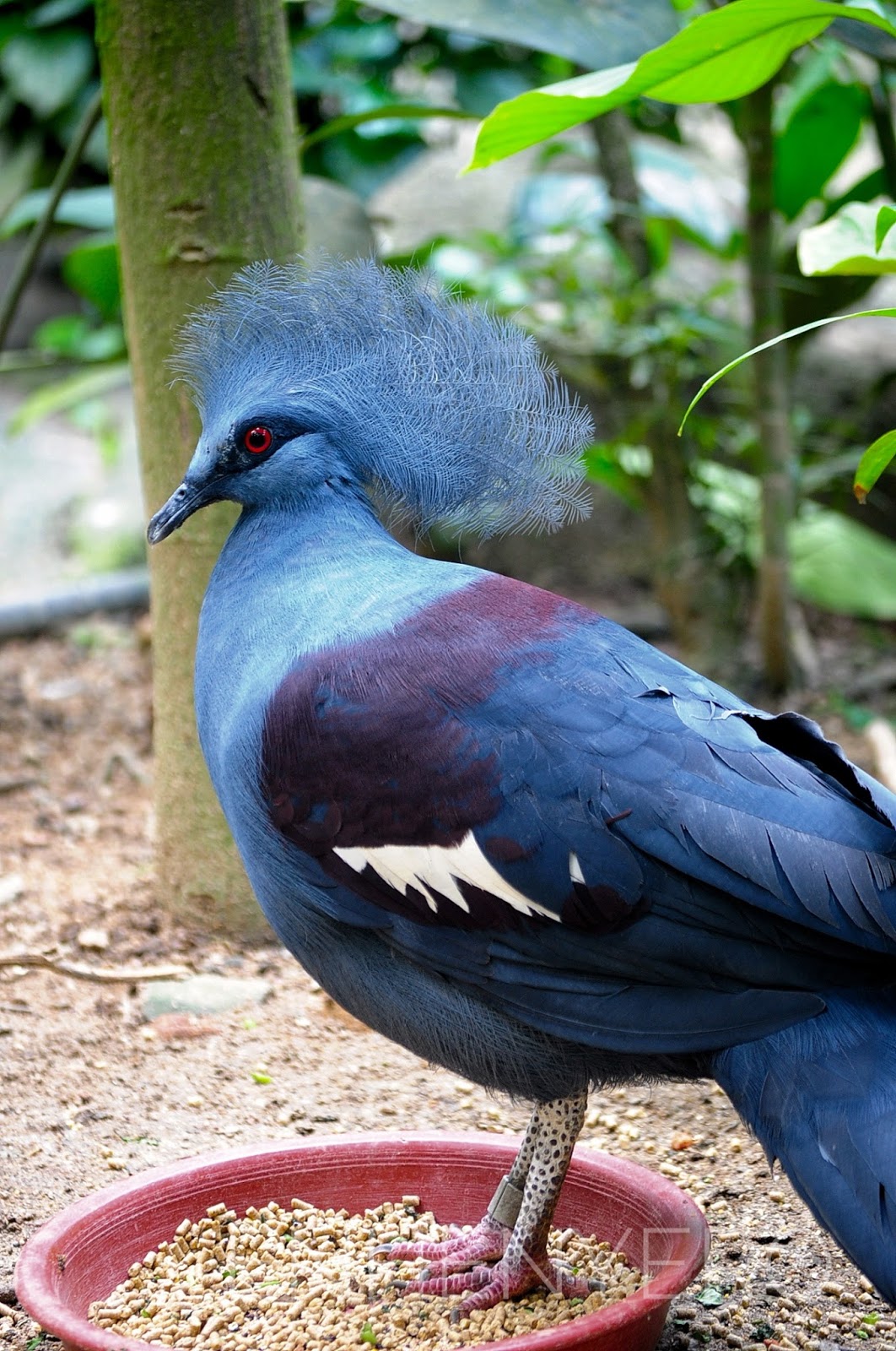 braggies In Pictures Birds at Jurong Bird Park Singapore