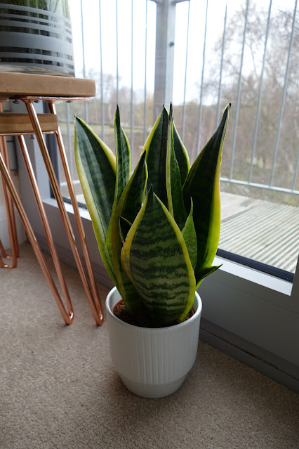 Plants by Post Review , Plants by Post etsy, Best Plant For Studio Homes, best plants for apartments, best plants for home, snake plant uk review