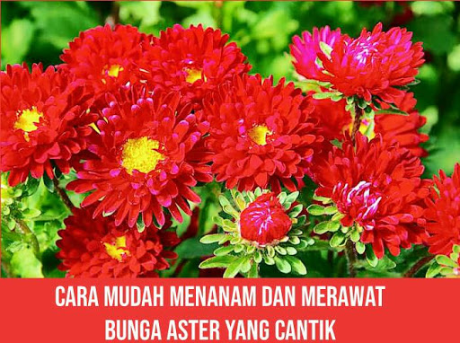 Cara Mudah Menanam Dan Merawat Bunga Aster Yang Cantik