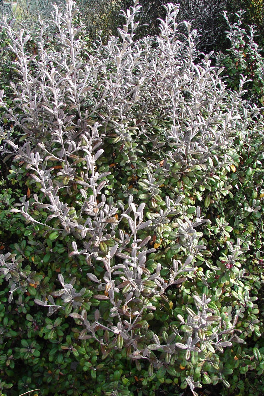 Trees For Canterbury Corokia Frosted Chocolate.