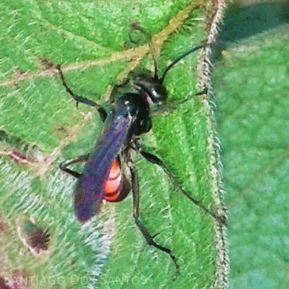 Insetologia - Identificação de insetos: Vespa Caçadora de Aranhas em Goiás