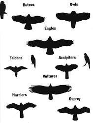 hawk flying outline bird silhouettes raptor prey vulture birds outlines cliparts county clipart hawkwatch research west migration fall