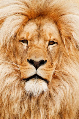Lion Images Lion Images