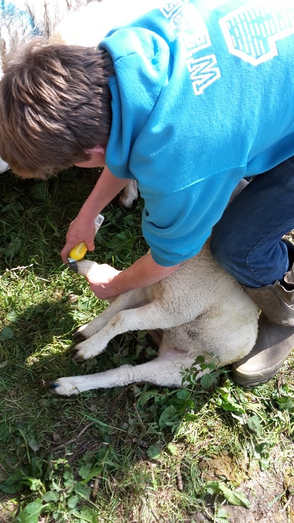 An English Homestead Vaccinating Lambs and Tailing Sheep