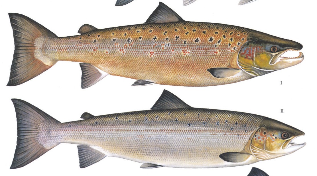 Santi Nitas 2.0 FASES DEL SALMÓN ATLÁNTICO.