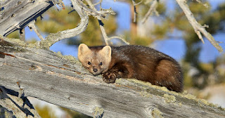 Заповедник для чего нужен. Смотреть фото Заповедник для чего нужен. Смотреть картинку Заповедник для чего нужен. Картинка про Заповедник для чего нужен. Фото Заповедник для чего нужен Заповедник для чего нужен. Смотреть фото Заповедник для чего нужен. Смотреть картинку Заповедник для чего нужен. Картинка про Заповедник для чего нужен. Фото Заповедник для чего нужен