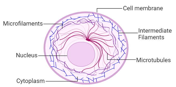 Cytoskeleton Structure and Function with Diagram