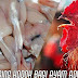 Khasiat Daging Kodok Bagi Ayam Aduan Bangkok