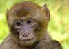 wild animal names - Monkey