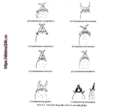 Hình dạng loài mối nhà Coptotermes