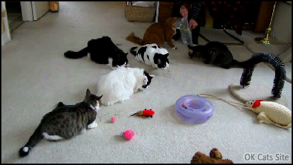 Crazy Cat GIF • OMG! Kitty catnip party with 6 trippy cats and sneaky attack! Haha super fast reflexes Crazy Cat GIF • OMG! Kitty catnip party with 6 trippy cats and sneaky attack! Haha super fast reflexes