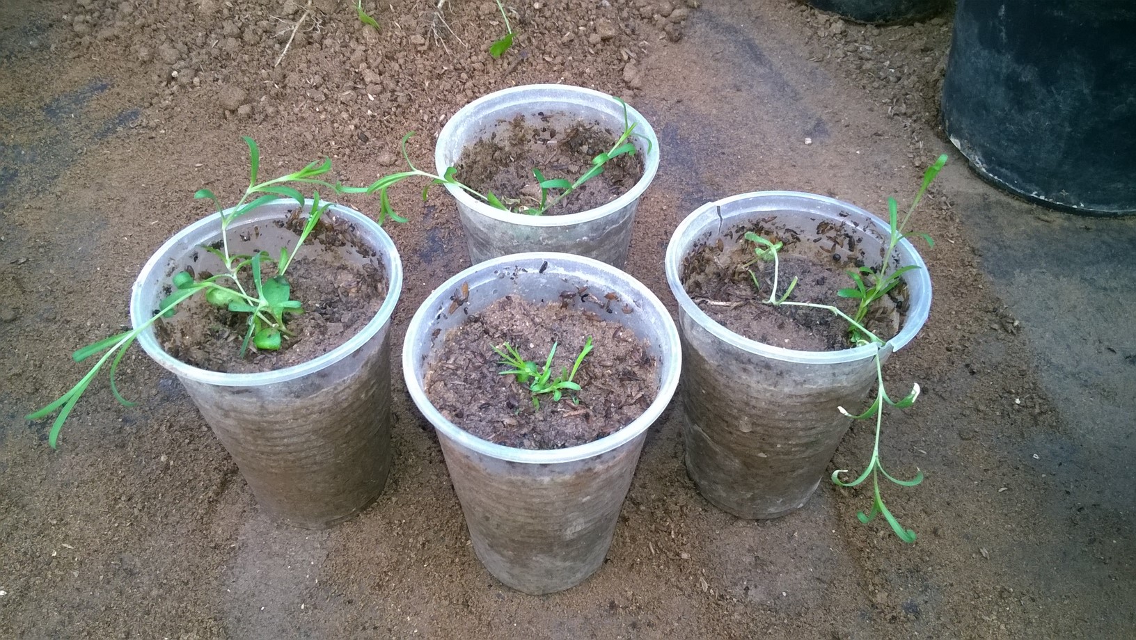 How To Grow Carnation Plant