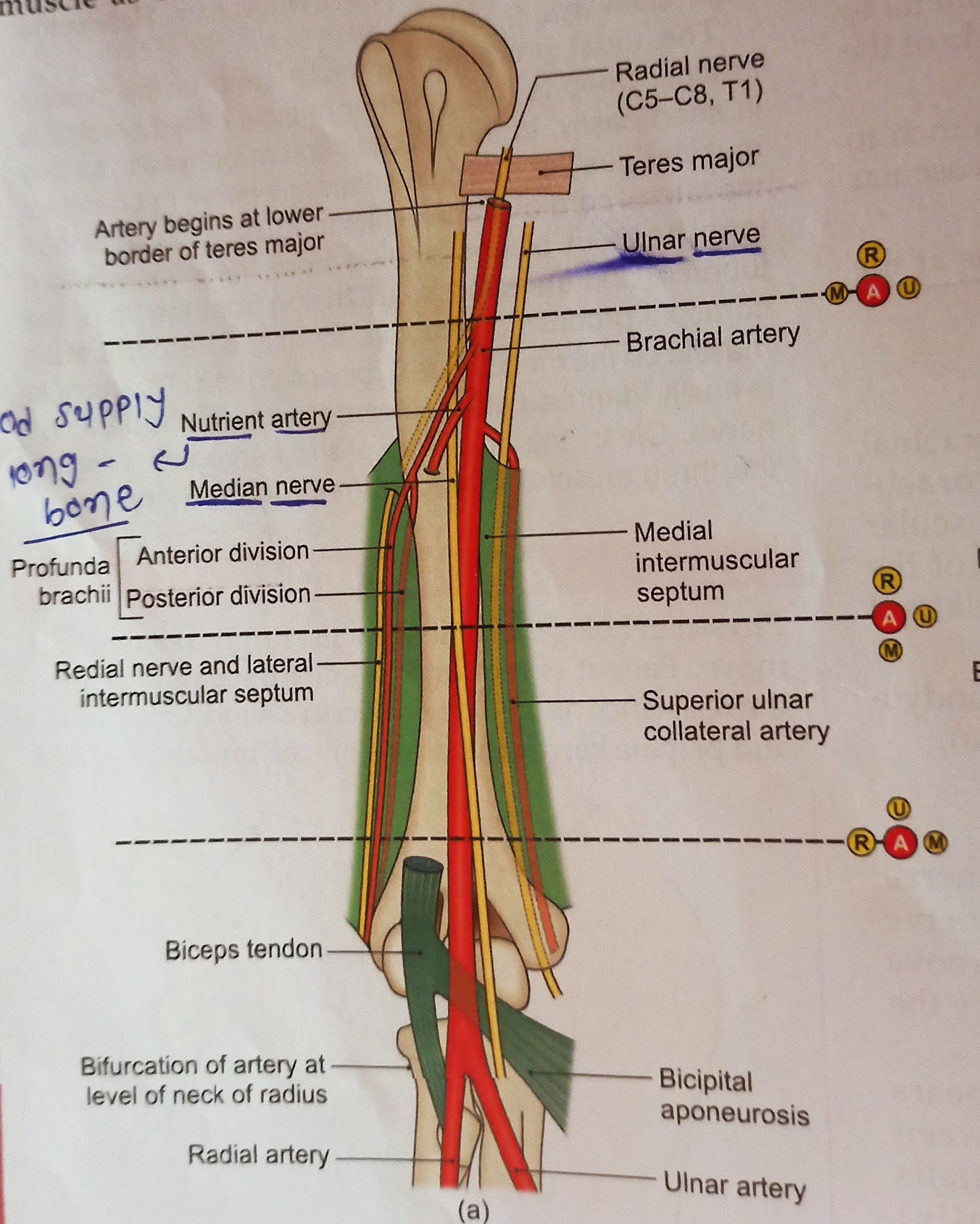 Medical anatomy, physiology &biochemistry for medical students
