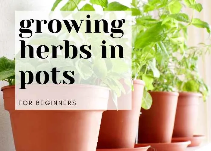 Growing Herbs in Pots for Beginners Koti Beth