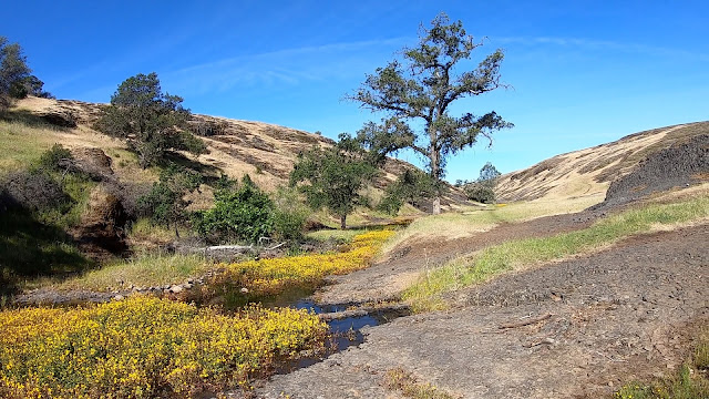 Wildflowers at North Table Mountain trail