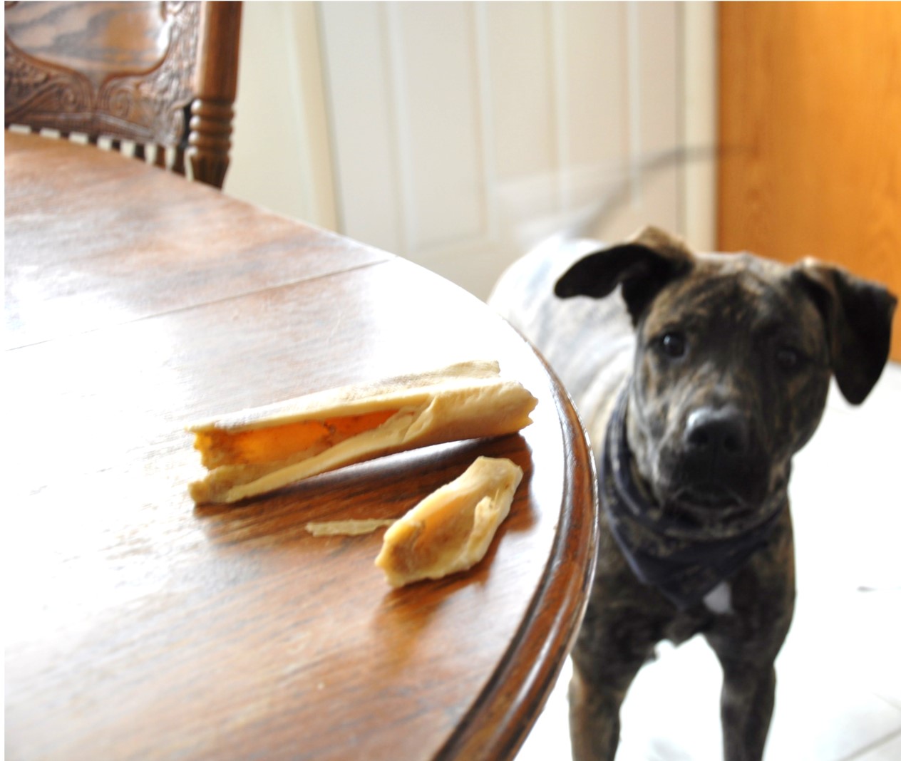 Leopold's Crate Bone chewing Remembing why its important to supervise