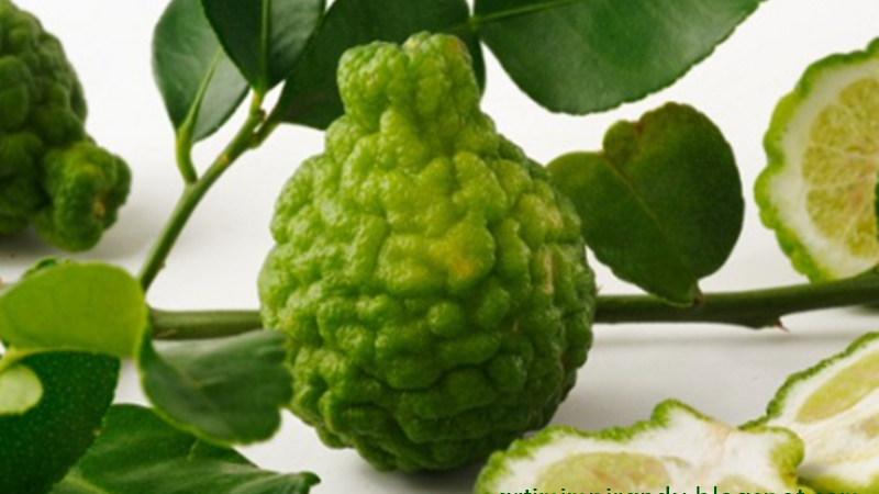 20 Arti Mimpi Tentang Buah Jeruk Purut Menurut Islam Primbon - Arti Mimpi