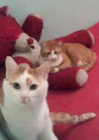 urs rosu din plus si doua pisici alb cu portocaliu