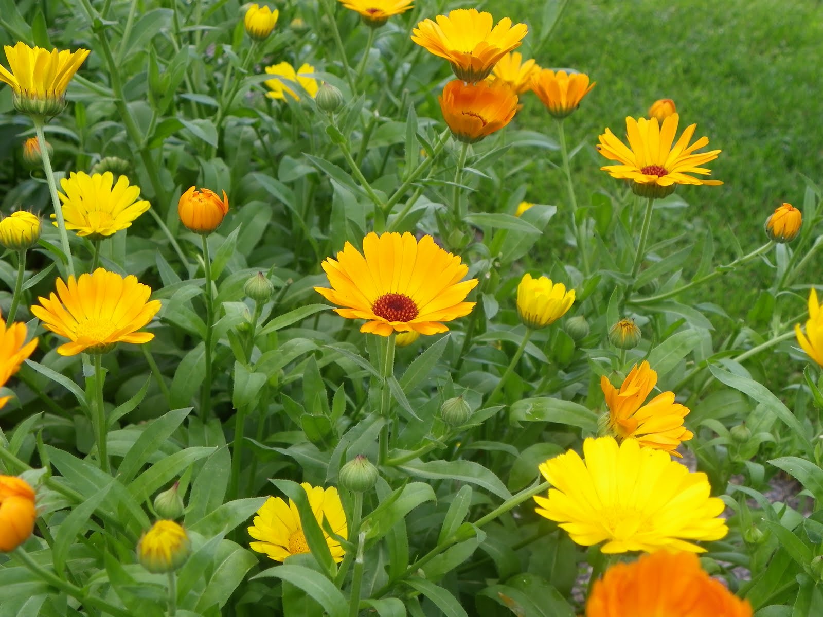 ringelblume calendula officinalis mensch schatzkiste
