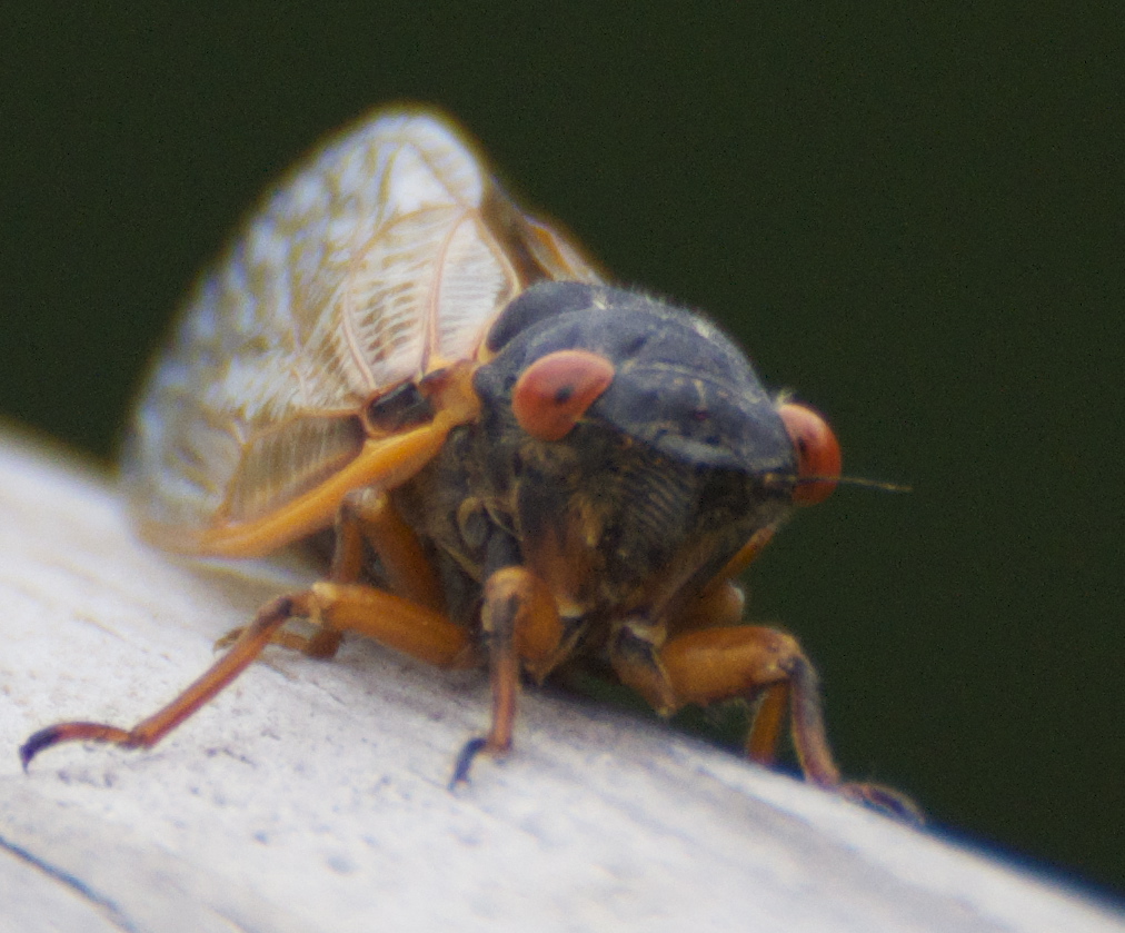 You Hear Them...Ever seen one..a CICADA!! Terrorizing Nashville NOW!