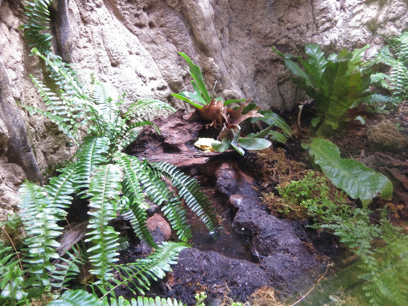 Susan's Disney Family: Adventure Aquarium Frogs: Nature's Messenger NOW