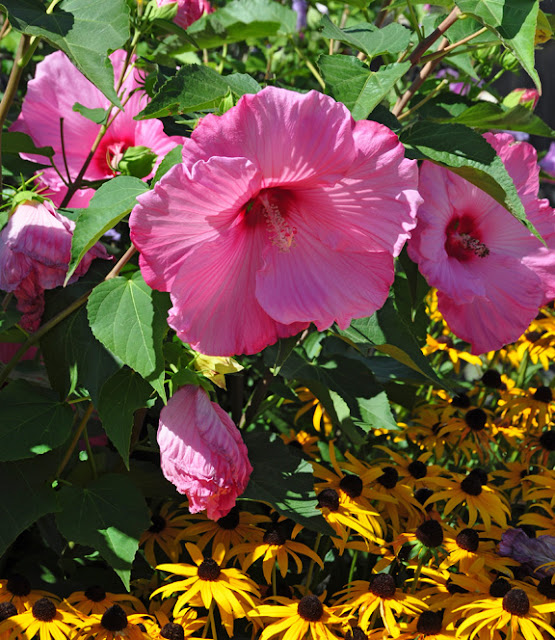 Three Dogs in a Garden Hardy Hibiscus