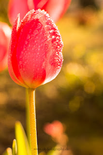 Naturfotografie Makrofotografie Tulpen
