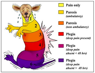 lesões de coluna em cães