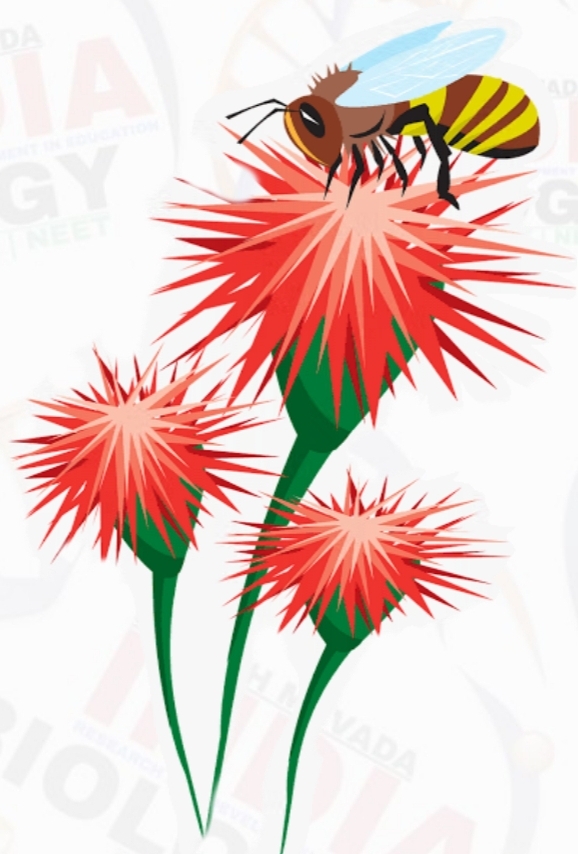 ZOOPHILY & ENTOMOPHILY