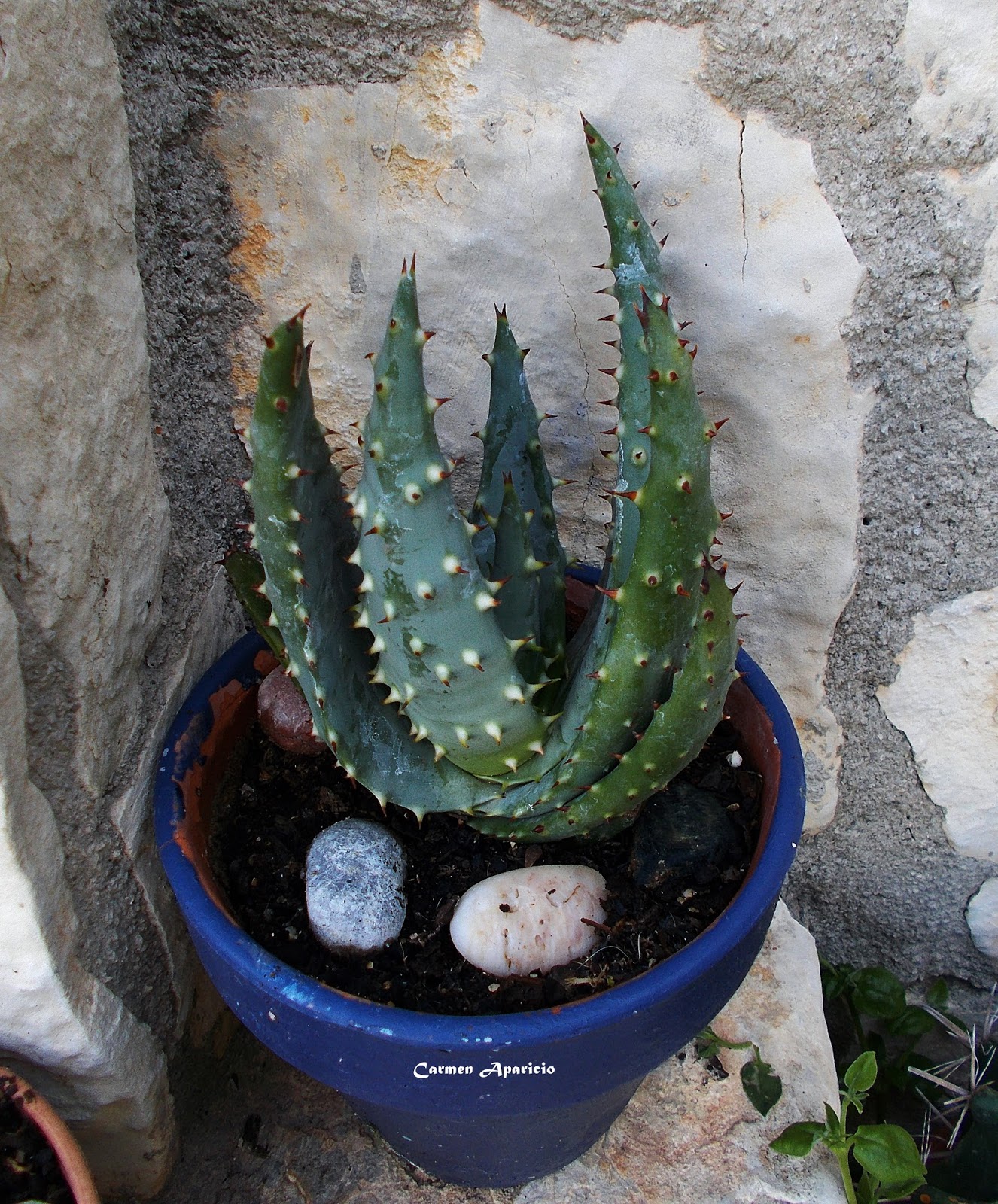 Mirando los detalles Llego la primavera