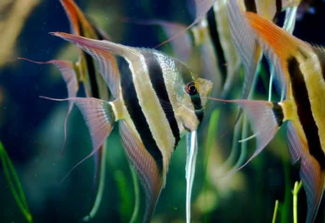altum manfish termahal