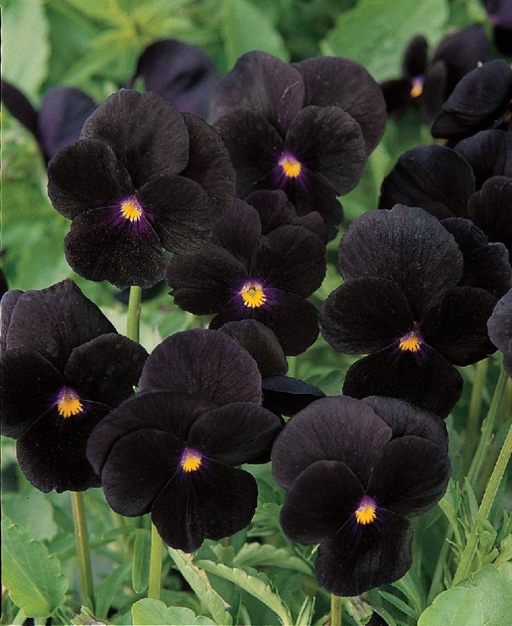 5 Black Plants and Flowers to Add Drama to Your Garden 101 Gardening