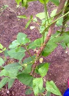 Contoh gerak tigmotropisme pada sulur tanaman kacang