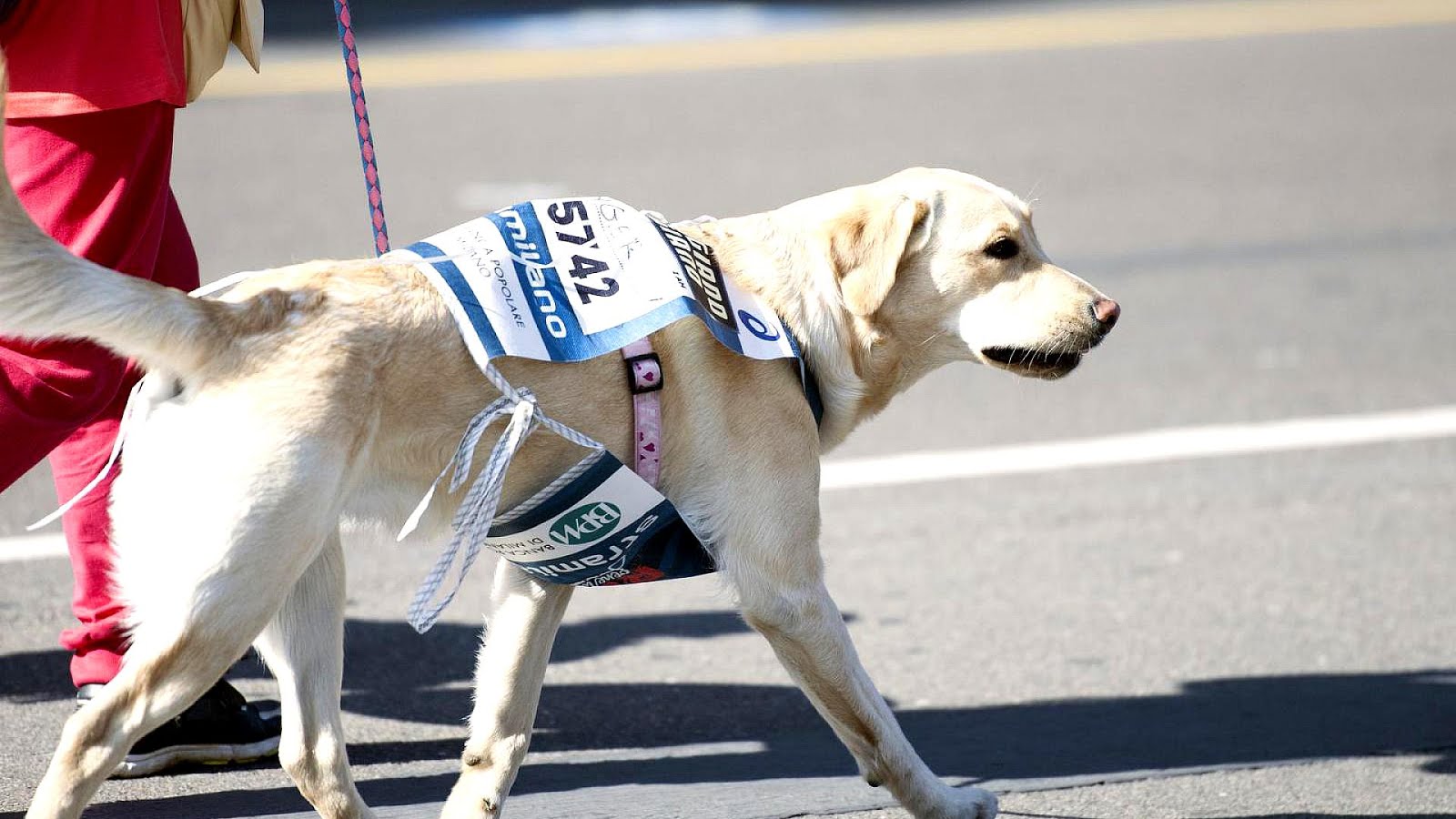 Bad Newz Kennels dog fighting investigation Dog Choices