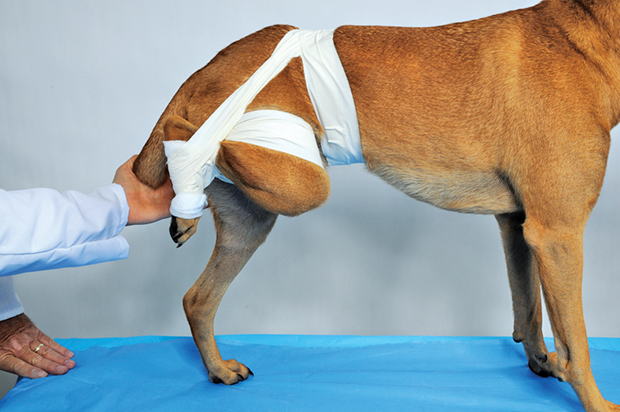 Реабилитация собаки после операции. Растяжение связок у животных. Растяжение сустава у животных.