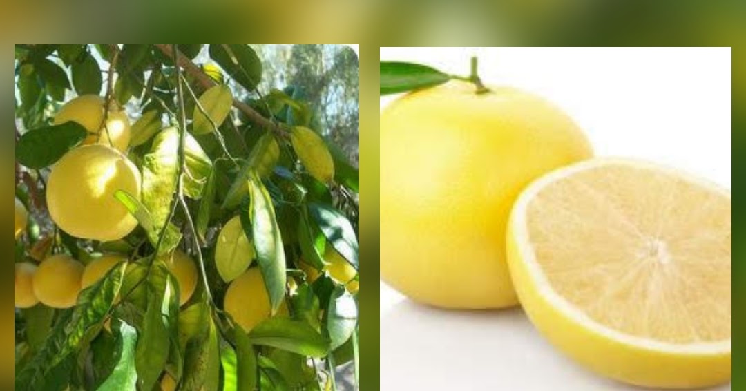 Pomelo dieta, beneficios y sus propiedades