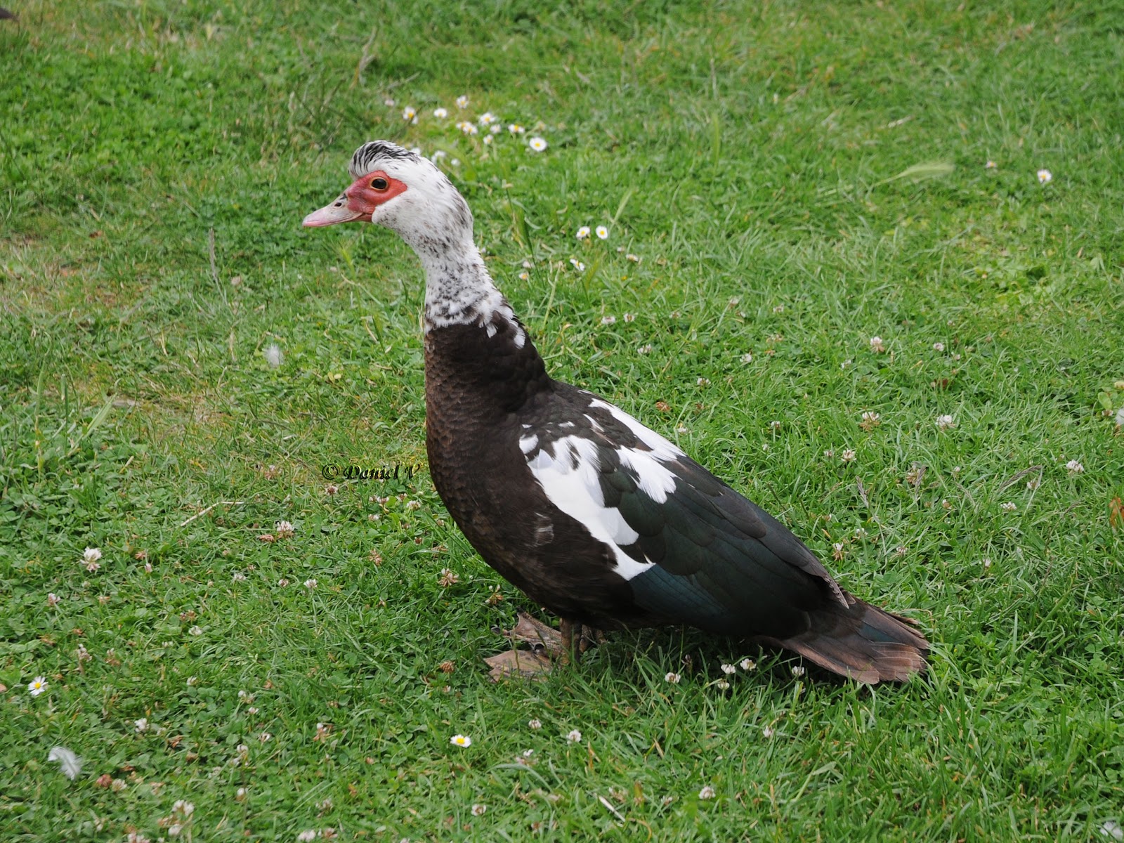 Les oiseaux du 27 Canard de barbarie, Cairina moschata Les oiseaux du 27 Canard de barbarie, Cairina moschata