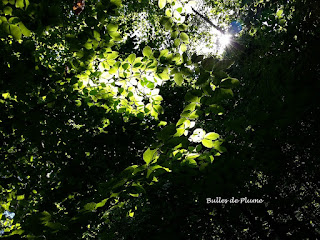 Bulles de Plume - Balade dans le bois de la Noyelle (Sainghin-en-Mélantois)