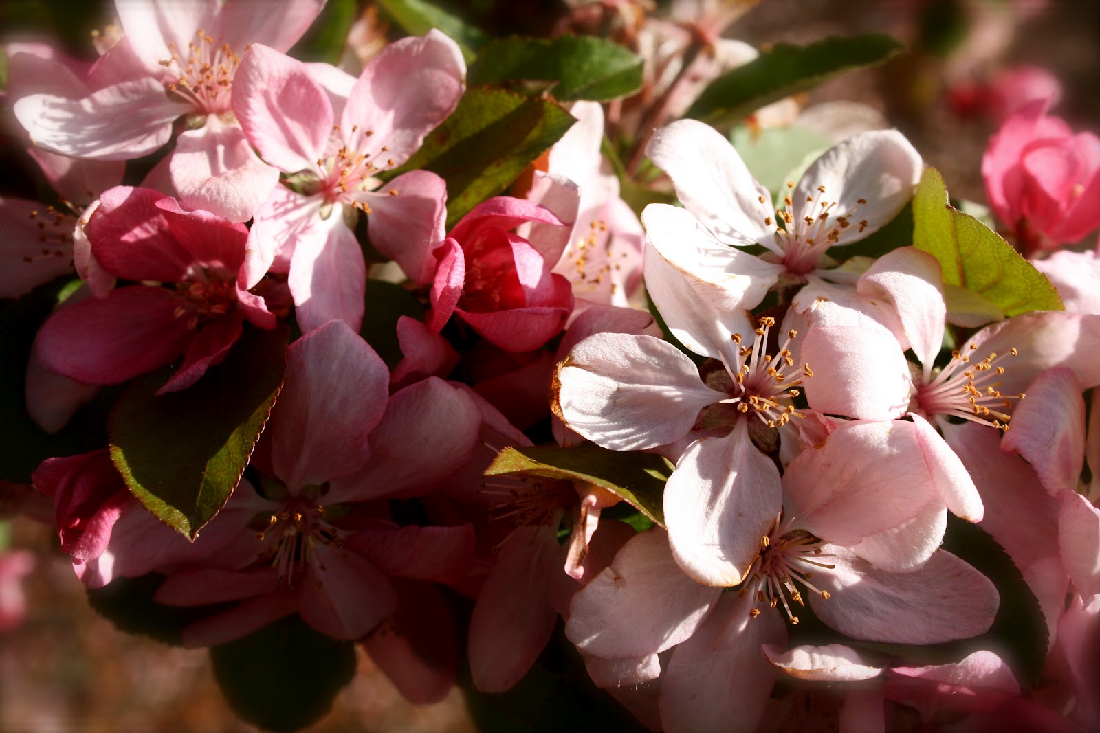Natalie's Sketchbook Crabapple and cherry blossoms