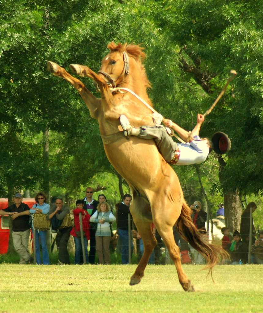 лошадка лежит. удержать жеребца. лошадь лежит. лошадь ест морковку. передать лошадей.