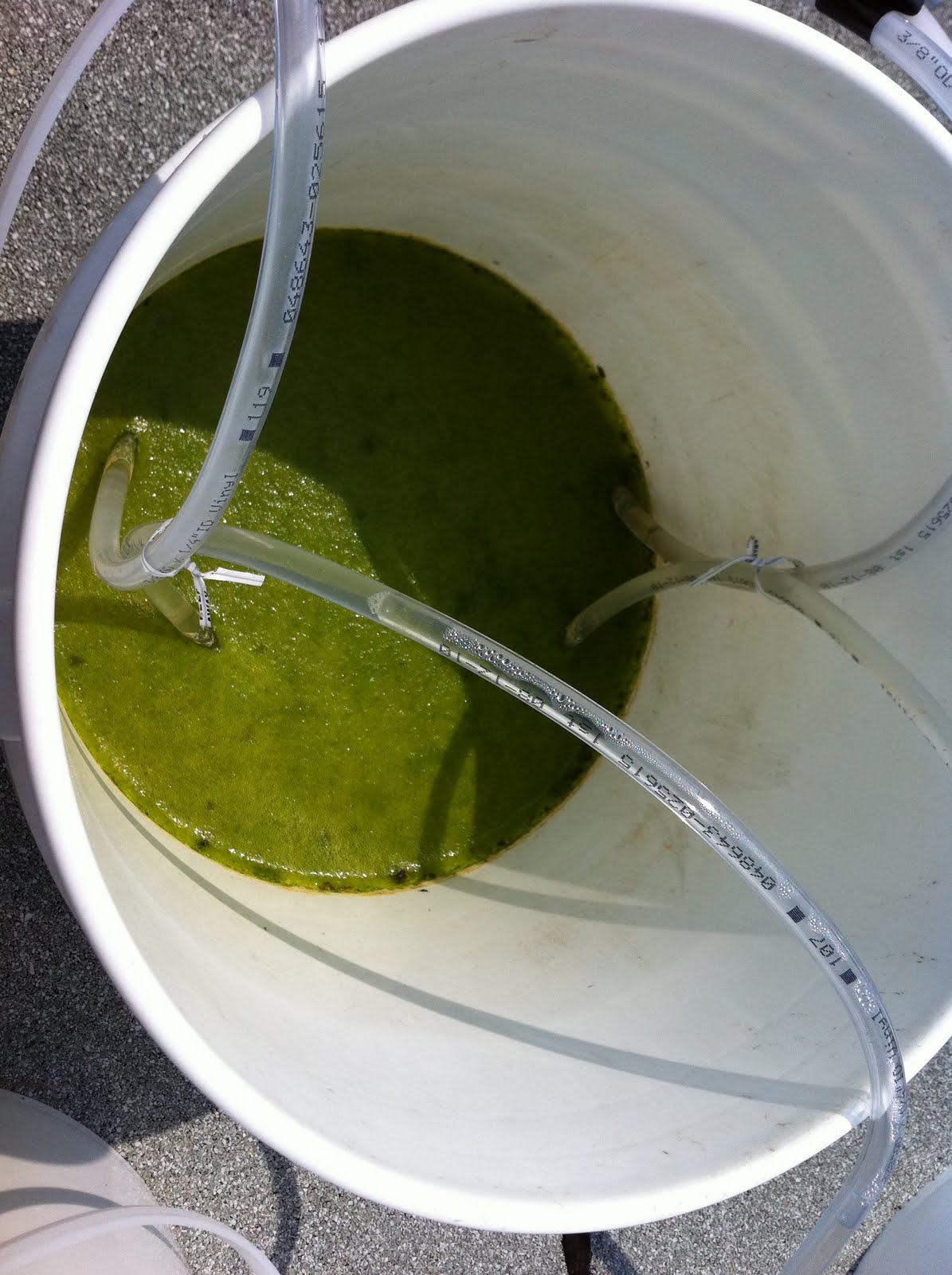 TorontoRoofTopGarden Algae!