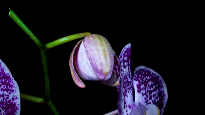 Orquídea Flor real
