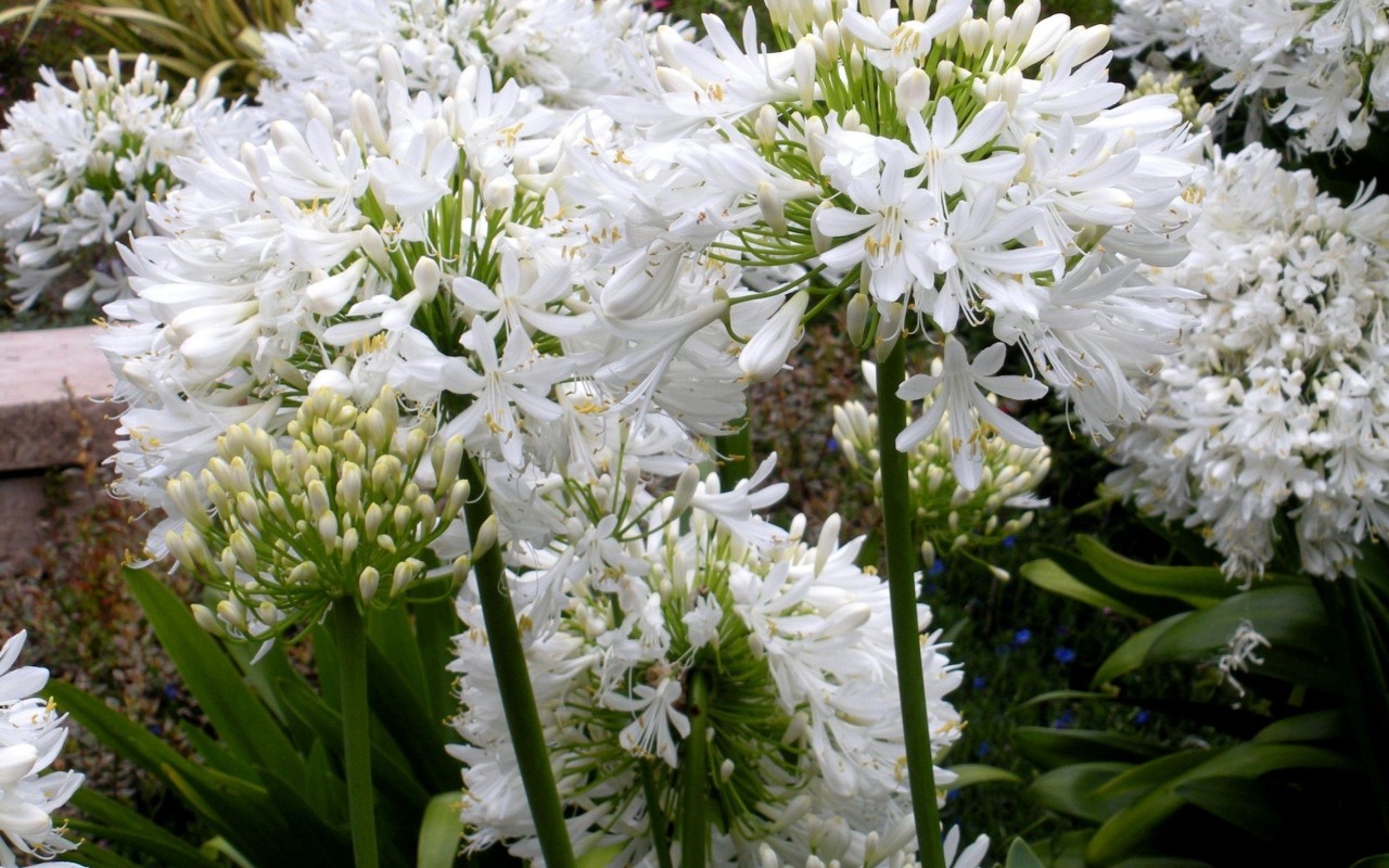 Jardim Design: Agapanthus, flor do amor azul e branco