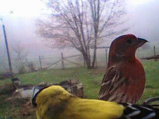 Foggy Birds