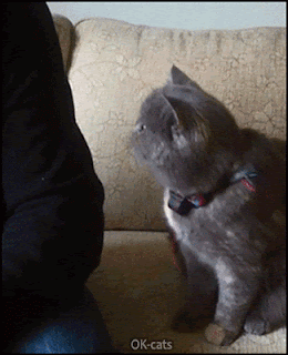 Cute Cat GIF • Affectionate cat wants more tenderness ♥ Please pet me human, I need your love ♥ Cute Cat GIF • Affectionate cat wants more tenderness ♥ Please pet me human, I need your love ♥