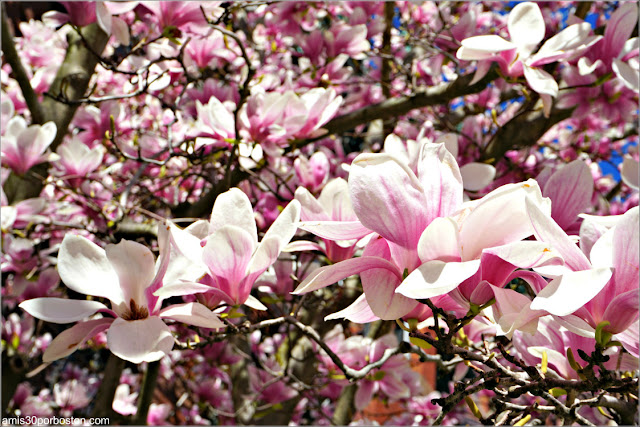 Magnolias en las Calles de Back Bay en Boston