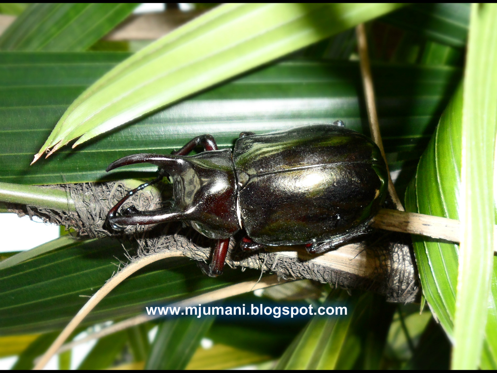 Kumbang Badak Kumbang Tanduk