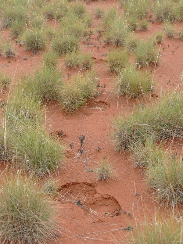 Ian Fraser, talking naturally: The Great Sandy Desert: #2, some animals