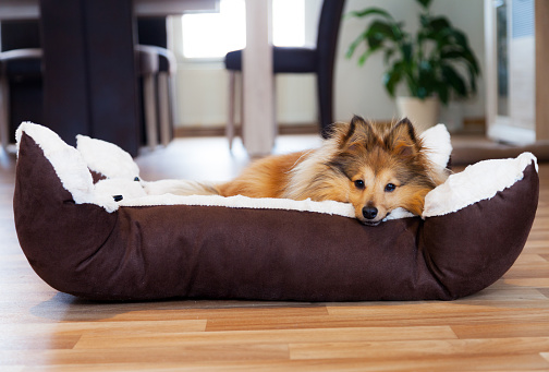 Top 10 Best Pet Beds for Dogs in India 2020